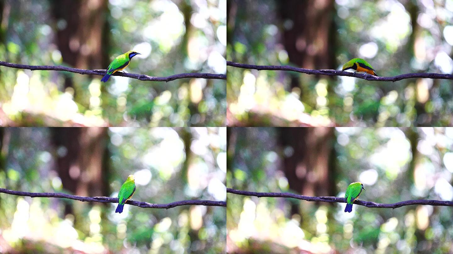 森林中的小鸟实拍视频