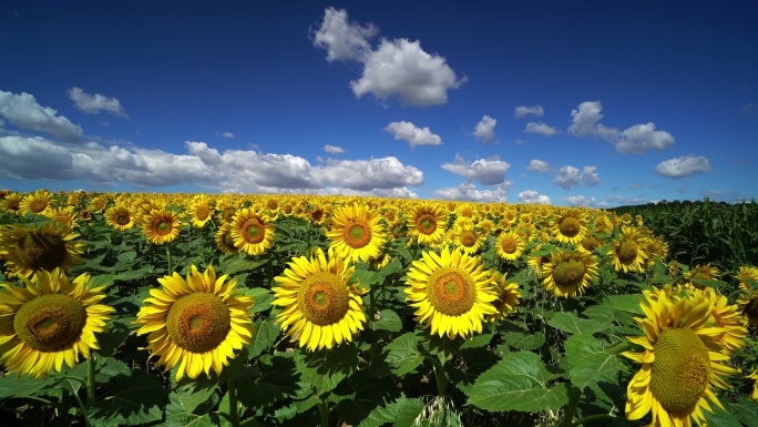 美丽的向日葵基地农业种植太阳花向阳花