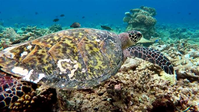 在珊瑚礁上游泳的海龟-马尔代夫