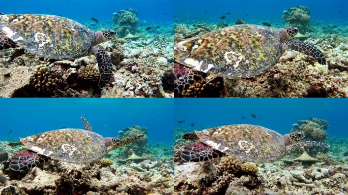 在珊瑚礁上游泳的海龟-马尔代夫