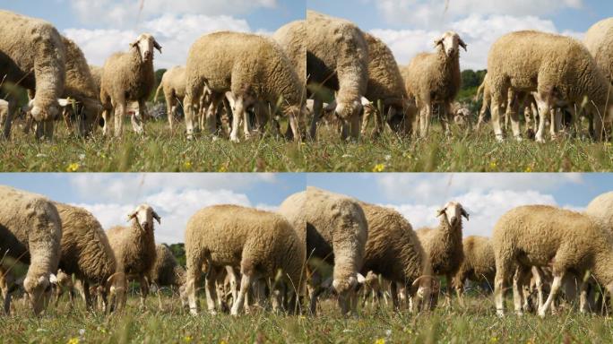 牧场的绵羊羊吃草放羊
