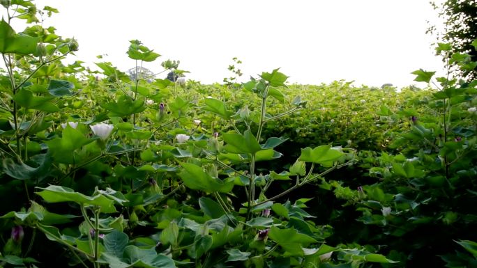 自然中的棉花作物种植农业土地土壤丰收绿色