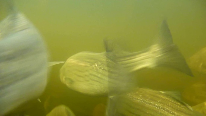 一大群条纹鲈鱼沿着河迁徙。