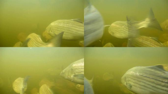 一大群条纹鲈鱼沿着河迁徙。