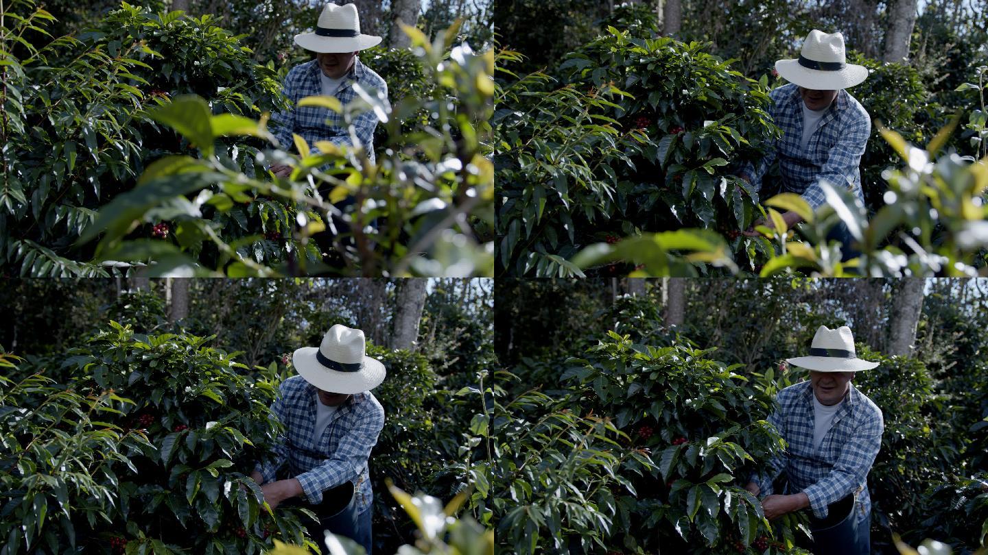 男蓝领工人在咖啡种植园捡咖啡豆
