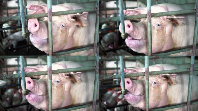 特写一头猪在工厂的水龙头里喝水