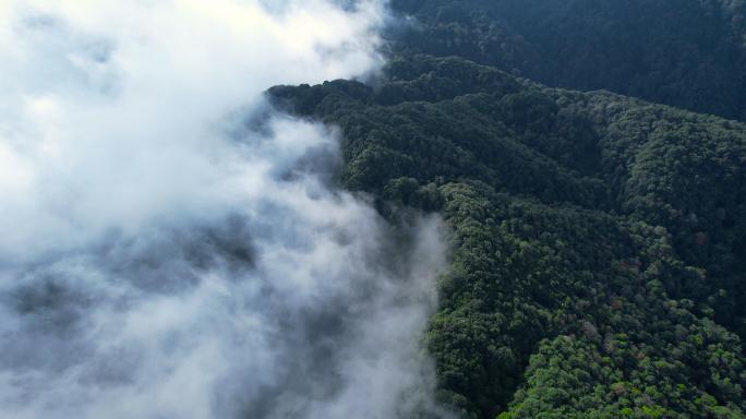 航拍哀牢山原始森林