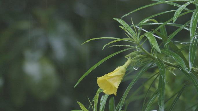 春雨润如酥：又一次摇响了乡村那古老歌谣4