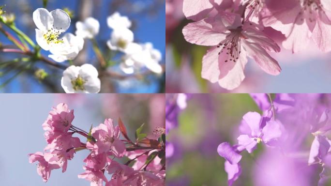 樱花梨花二月兰花卉花朵花蕊特写A012