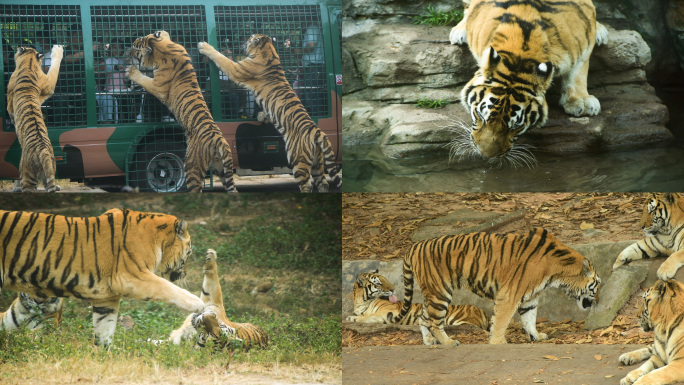 4K动物园的老虎合集