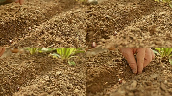 园丁将豆子种在土壤上