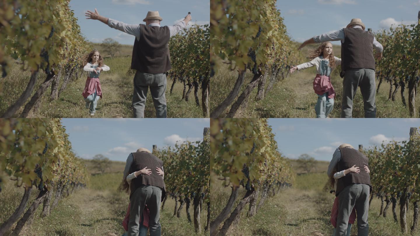 小女孩跑向爷爷，在葡萄园里拥抱他