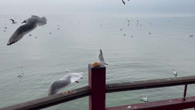 鸟 海 喂食 海鸥 海鸟