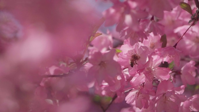 樱花樱花树花朵蜜蜂采蜜特写A012