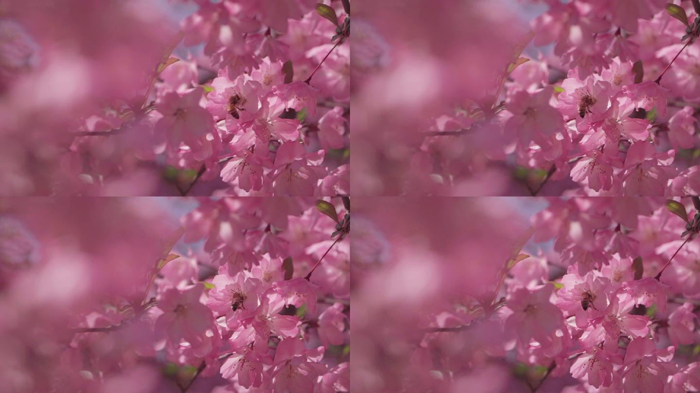 樱花樱花树花朵蜜蜂采蜜特写A012