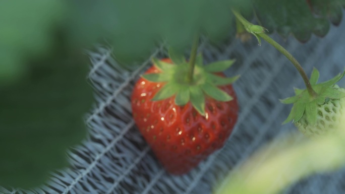 草莓、挂果、结果、唯美、果园、水果、南京
