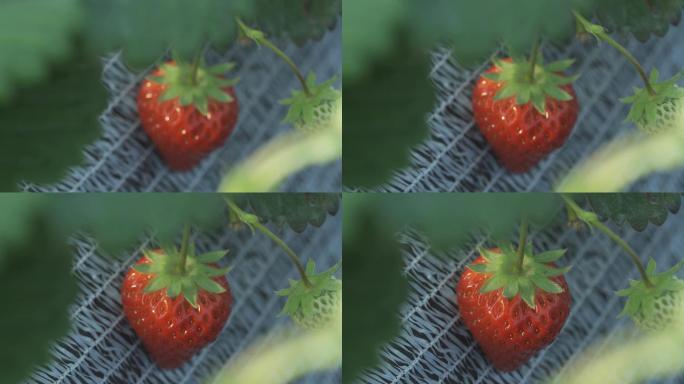 草莓、挂果、结果、唯美、果园、水果、南京