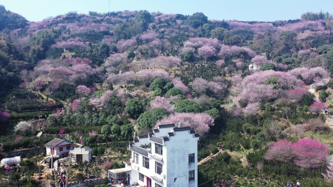 桃花盛开 航拍 粉红桃花 风景 卖花渔村