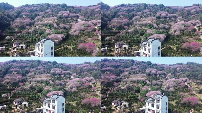 桃花盛开 航拍 粉红桃花 风景 卖花渔村