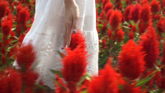 女人抚摸红花田的花朵