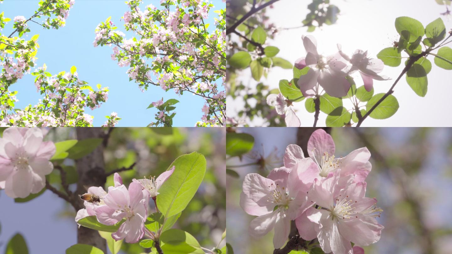 樱花樱花树逆光花朵特写花瓣意境A012