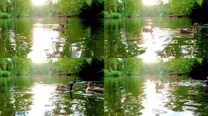 自然保护区湿地河流鸭子逆光河道鸭子游泳戏