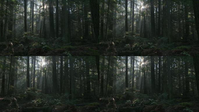 森林薄雾的早晨雨林宁静场景森林