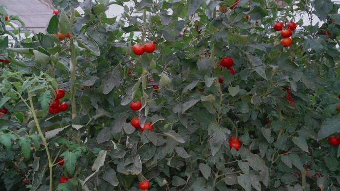 西红柿番茄育苗种植结果视频素材