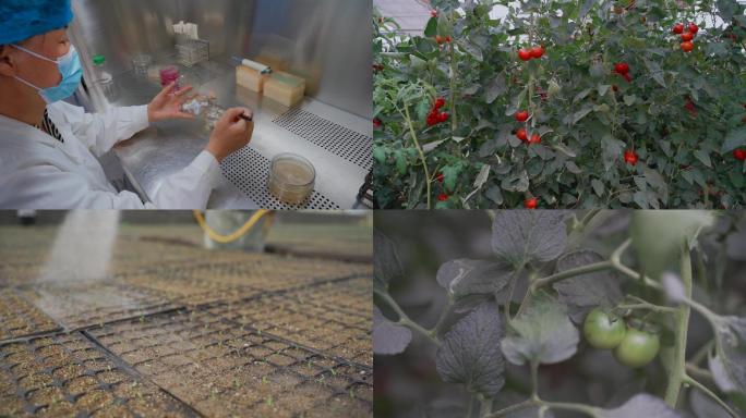 西红柿番茄育苗种植结果视频素材