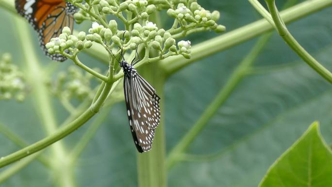 美丽的蝴蝶特写镜头菜地菜园生态环境
