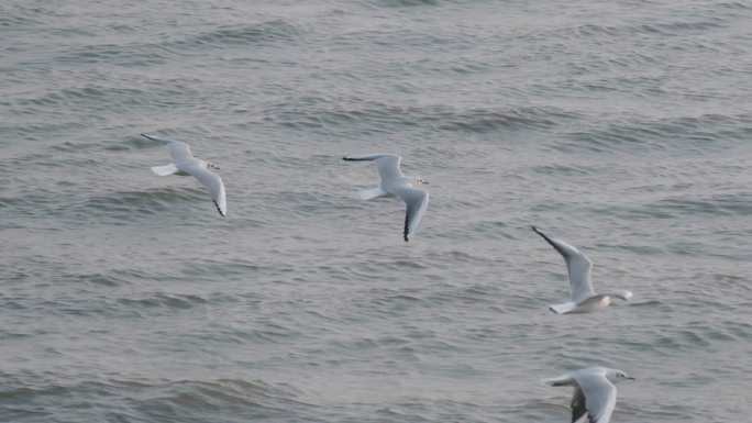 海鸥在海上飞翔慢动作，深圳湾海鸥