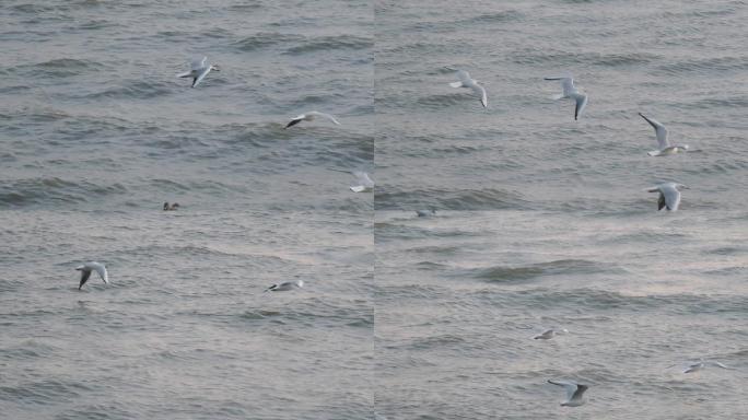 海鸥在海上飞翔慢动作，深圳湾海鸥