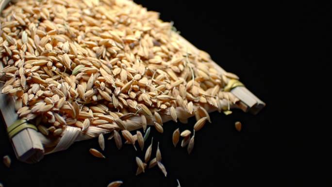 丰收的稻谷大米粮食