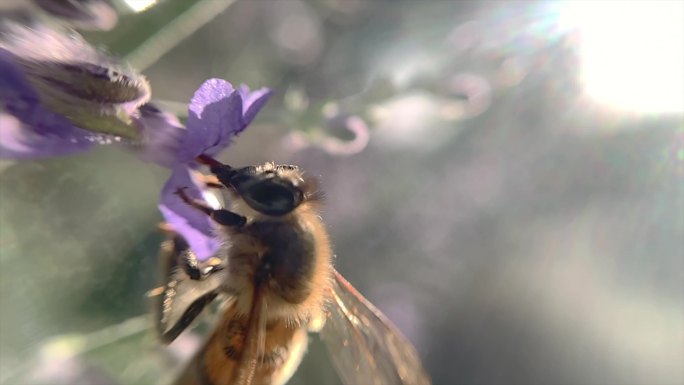 蜜蜂春天春光蜂蜜授粉实拍视频