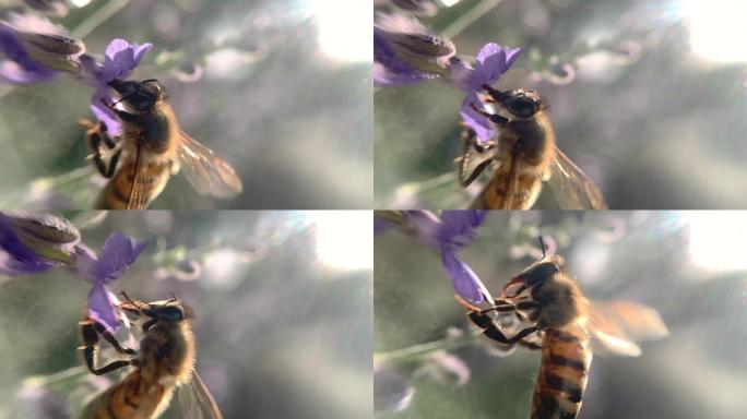 蜜蜂春天春光蜂蜜授粉实拍视频