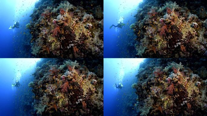 潜水海洋世界太平洋