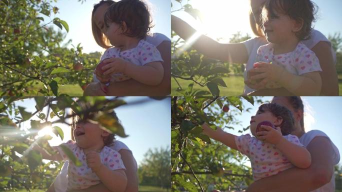 小女孩和妈妈一起摘苹果