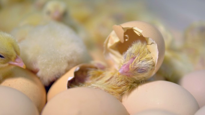 从鸡蛋里孵出小鸡家禽生态养殖农业鸡蛋农场