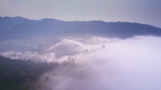 大雾中的森林云海云雾高山山脉云雾缭绕