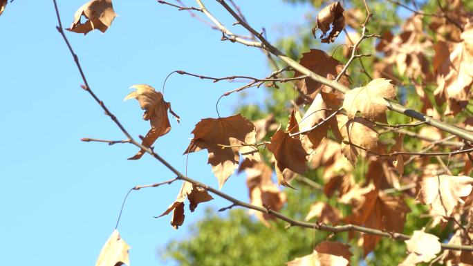 秋天枯枝残叶