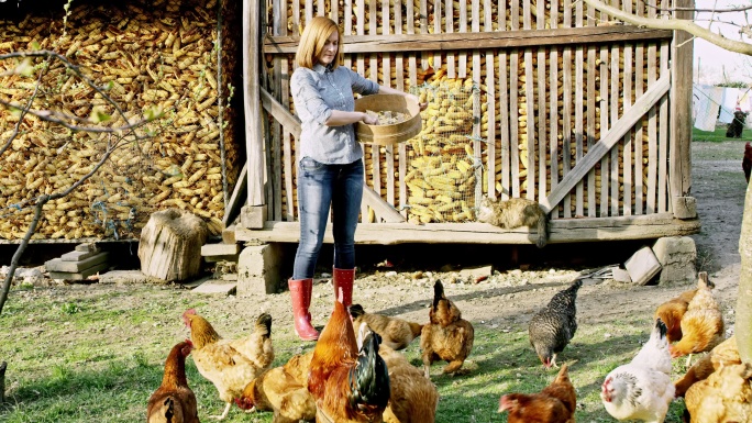 一位妇女正在喂一群母鸡