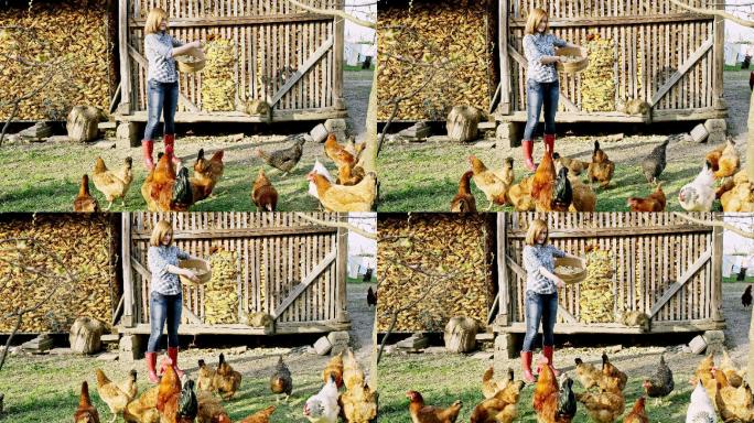 一位妇女正在喂一群母鸡