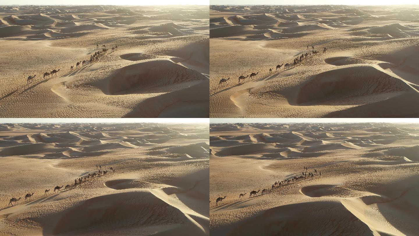 迪拜沙漠骆驼鸟瞰图。