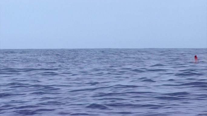 墨西哥海岸的大型跳跃旗鱼