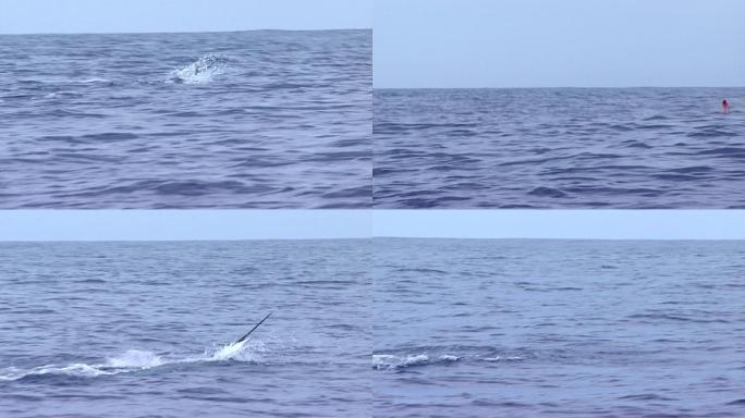 墨西哥海岸的大型跳跃旗鱼