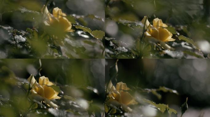 露水覆盖的灌木上的黄玫瑰