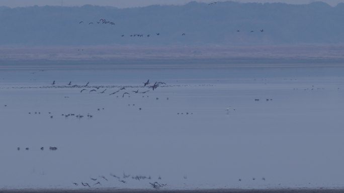 6K冬晨大雁阵湖面低飞01