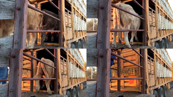 草饲肉牛被装载在运牛卡车上