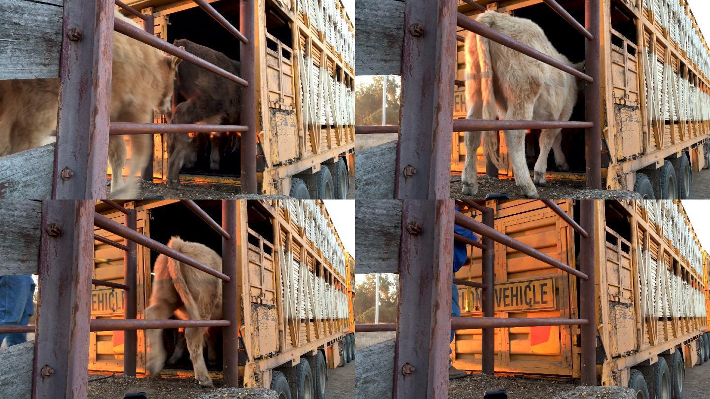 草饲肉牛被装载在运牛卡车上