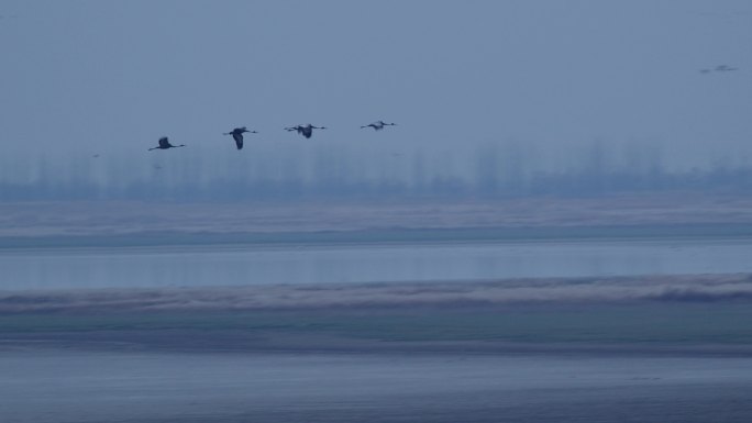 6K鄱阳湖冬季清晨白鹳飞过03